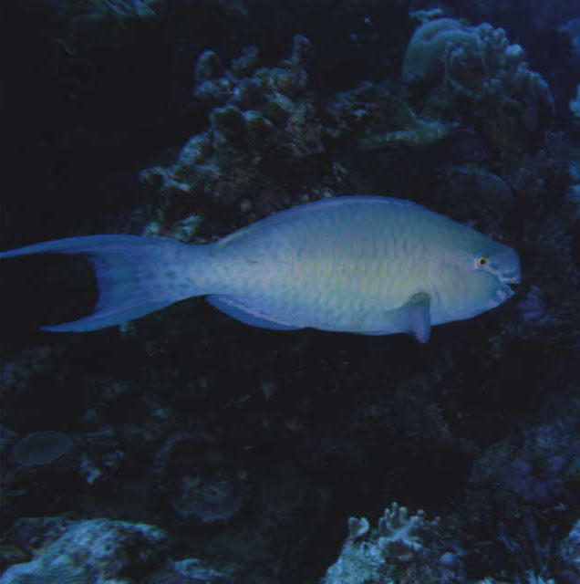 Scarus rubroviolaceus